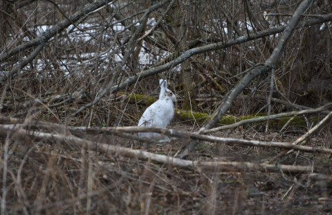 A mountain hare. Photo credit: Mervi Kunnasranta.