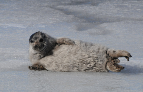 Saimaannorppa. Kuva Mervi Kunnasranta, UEF ja LUKE.