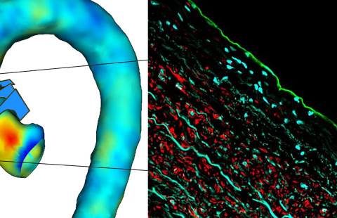 Drawing and microscope image.