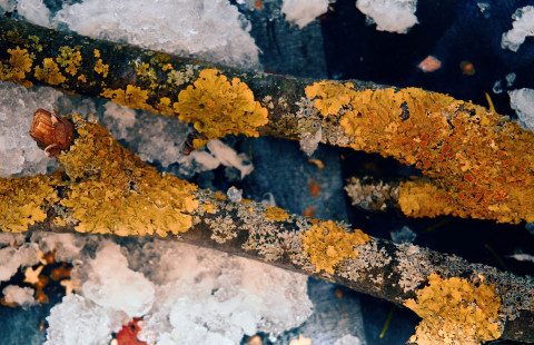 Oksat. Kuva Mostphotos.