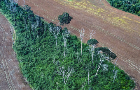 Brazilian Amazon rainforest.