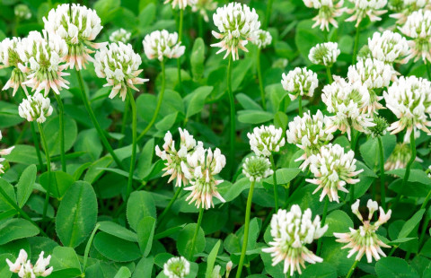 Valkoisia apilankukkia.