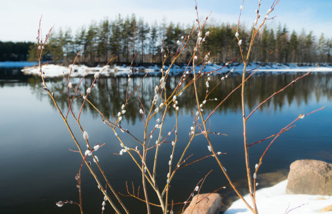 Pajukissoja ja joki. Kuva Mostphotos.