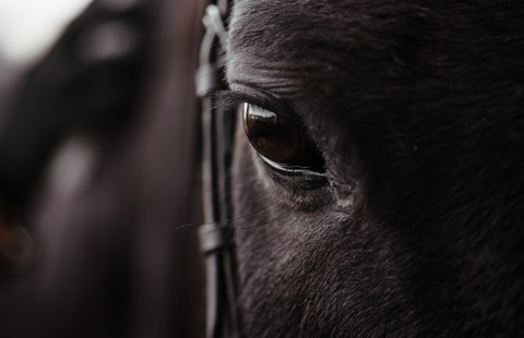 Hevonen lähikuvassa.