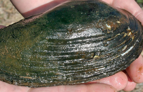 Swollen river mussel.