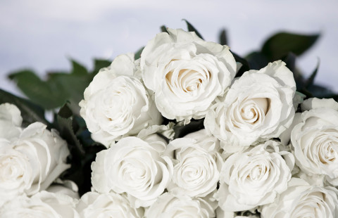 Valkoisia ruusuja.