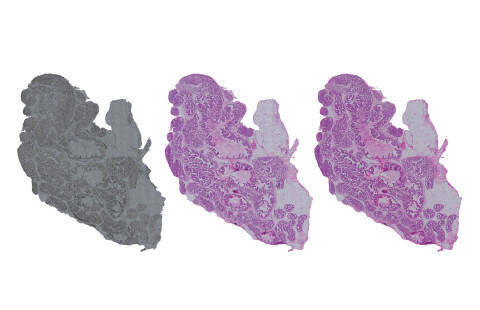 Virtual stain overview.