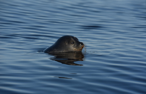 Kuutti. Kuva Mervi Kunnasranta.