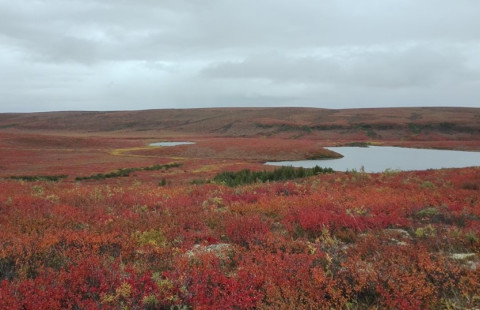 Upland Tundra Landscape Autumn. Photo: C. Voigt.