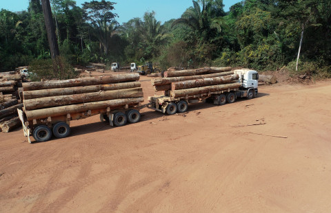 Puukuljetus. Kuva Renato Cesar Gonçalves Robert.