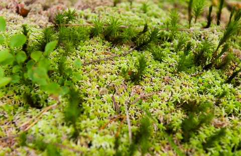 Sammal. Kuva Mostphotos.