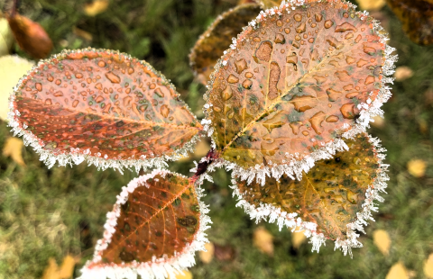 lehti, pensas, kuura, ruska.
