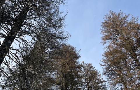 Kuuset. Kuva Olli-Pekka Tikkanen.