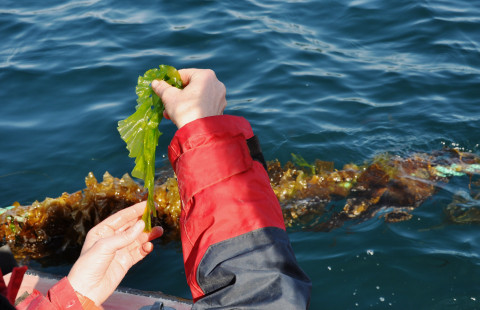 Seaweed farming in Norway.