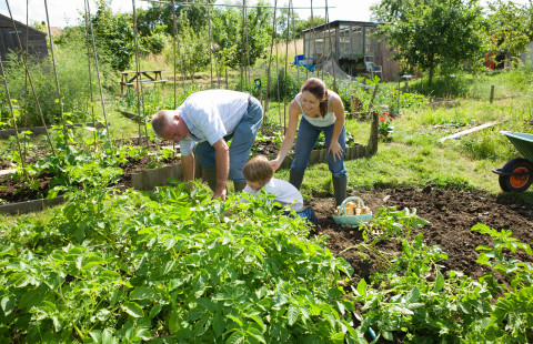 Perhe keräämässä satoa viljelypalstalla.