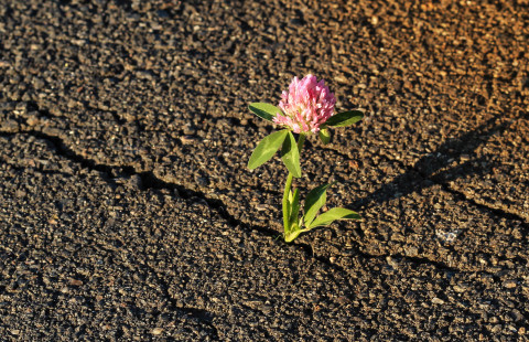 Yksi kukka kasvaa asvaltin läpi.
