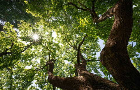 Vanha vaahtera kesällä.