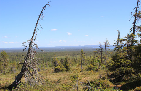 Pohjoisen kesäistä harvametsäistä avaraa maisemaa