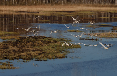 Keihäsjärvi. Kuva: Saastamoisen säätiö.
