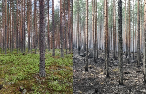 Metsä. Kuva Noora Tienaho.