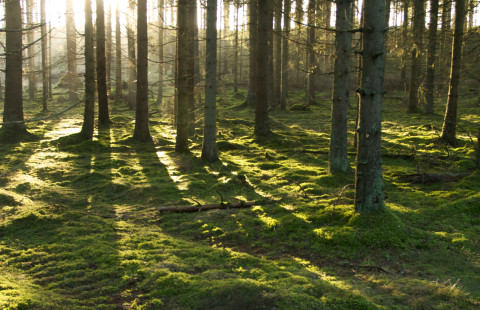 valoisa kuusimetsä