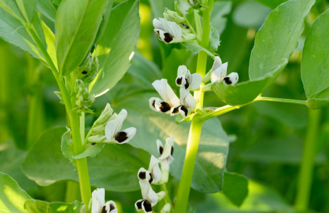 Härkäpapu. Kuva Mostphotos.