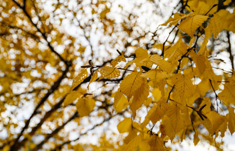 Keltaisia koivun lehtiä.