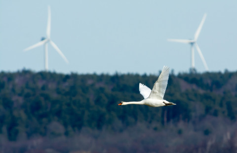 Joutsen lentää taustallaan kaksi tuulivoimalaa.