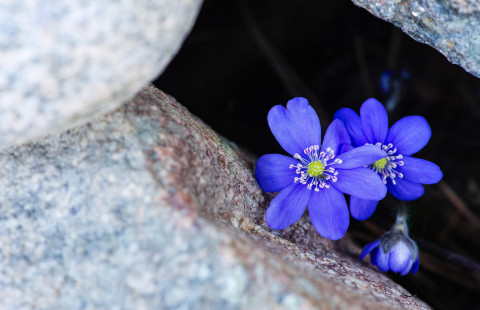 Sinivuokko kukkii kivien välissä.