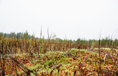 Sammalta ja heiniä suolla.