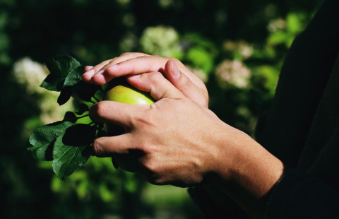 Omenatarhassa henkilöllä käsissään omenanoksa