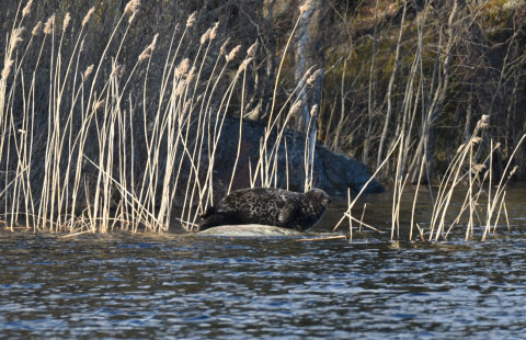 Saimaannorppa rantakaislikon kivellä