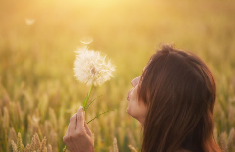 Ihminen puhaltaa voikukan haituvia viljapellon laidalla.