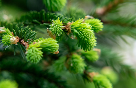 sprig-of-spruce-with-fresh-spring-growth-of-needles