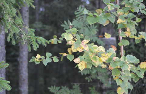 Puun oksia metsässä.