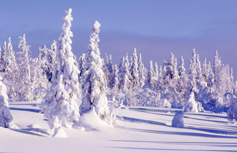 Lumisia kuusia Saukkovaaran laella