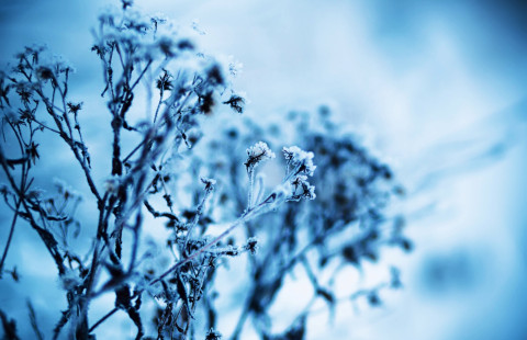 Flowers covered with frost. Photo Mostphotos.