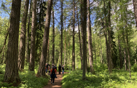 Ihmisiä kesäisessä siperianlehtikuusikossa
