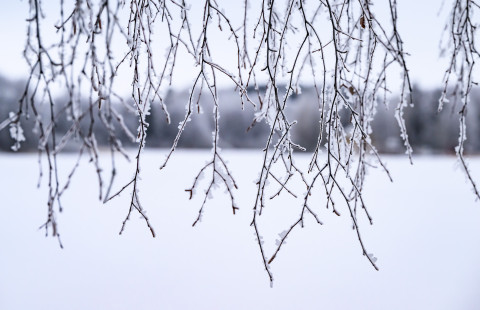 Huurteisia koivunoksia.