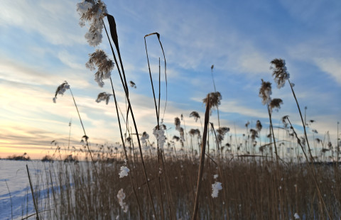 Rantakaislikkoa talvimaisemassa