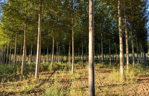 Poplar plantation.