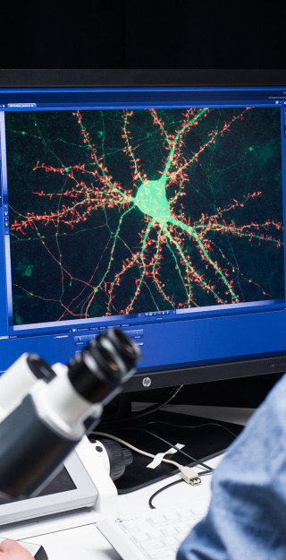 Neural cell on computer screen