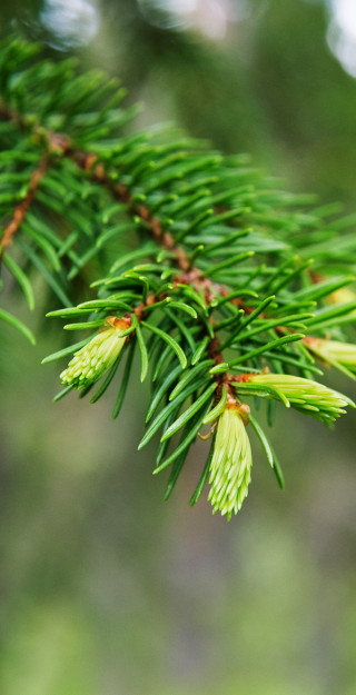 Young tips of a spruce tree.