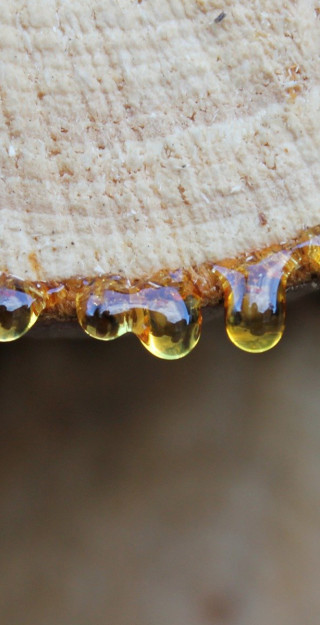 Timber with resin drops