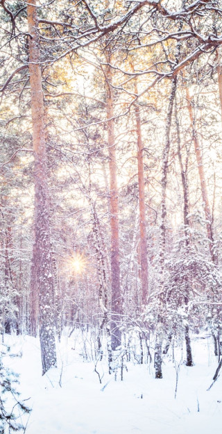 Talvinen metsä. Kuva MostPhotos.