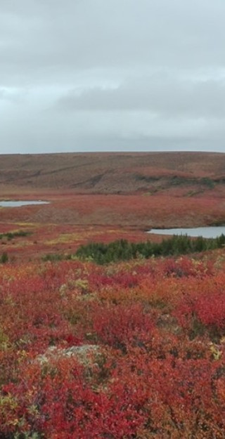 Upland Tundra Landscape Autumn. Photo: C. Voigt.